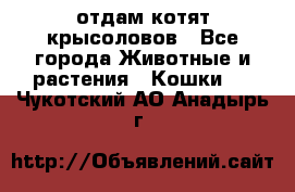 отдам котят крысоловов - Все города Животные и растения » Кошки   . Чукотский АО,Анадырь г.